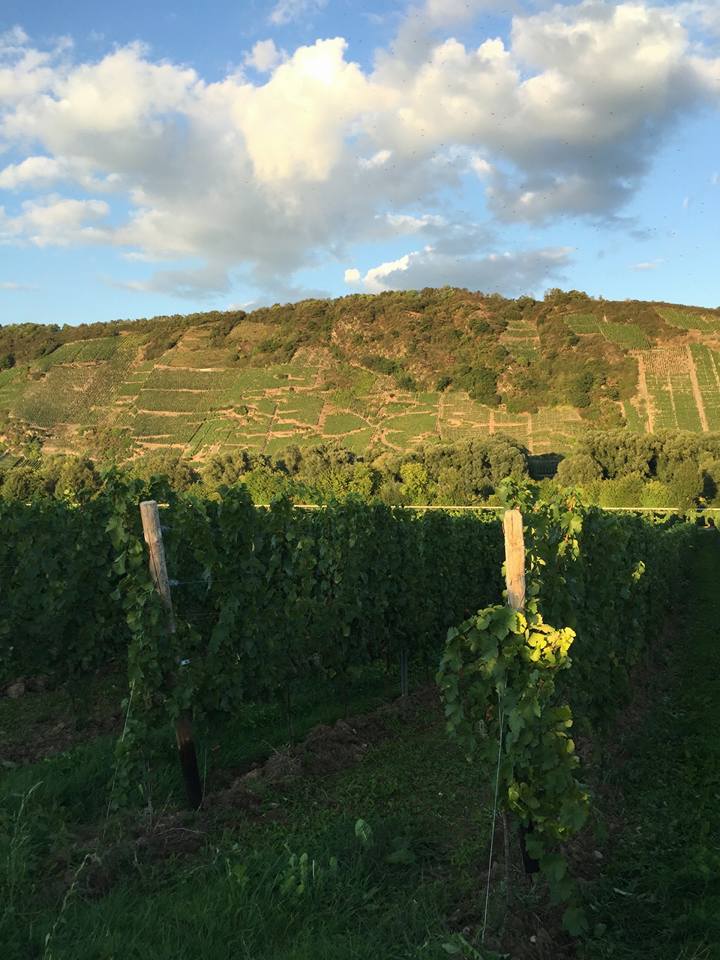 Laurentiuslay Herbst 2015